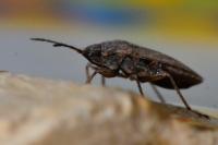 Emblethis denticollis