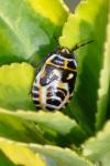 Eurydema