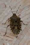 Rhaphigaster nebulosa