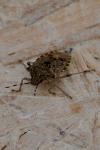 Rhaphigaster nebulosa