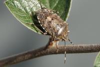 Rhaphigaster nebulosa
