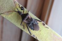 Leptoglossus occidentalis