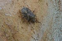 Rhaphigaster nebulosa
