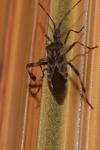 Leptoglossus occidentalis