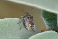Dolycoris baccarum
