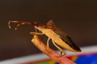 Gonocerus acuteangulatus