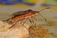 Stictopleurus