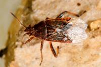 Stictopleurus