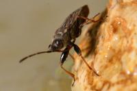 Peritrechus gracilicornis