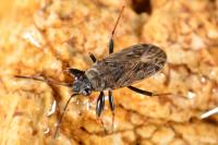 Peritrechus gracilicornis