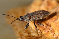 Peritrechus gracilicornis