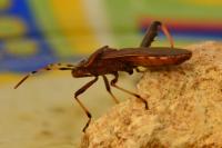 Camptopus lateralis