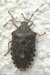 Rhaphigaster nebulosa