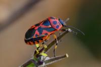 Eurydema ornata