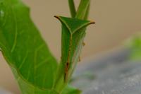 Stictocephala alta