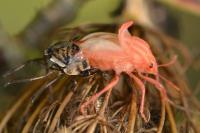 Graphosoma italicum