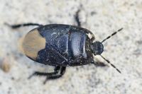 Cydnus aterrimus