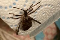 Leptoglossus occidentalis