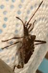 Leptoglossus occidentalis