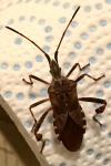 Leptoglossus occidentalis