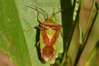 Acanthosoma haemorrhoidale