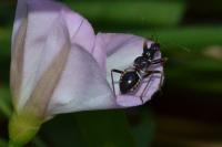 Himacerus mirmicoides
