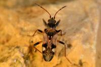 Beosus maritimus