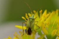 Closterotomus norwegicus