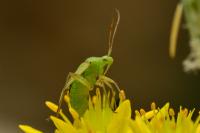 Closterotomus norwegicus