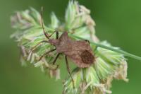 Coreus marginatus