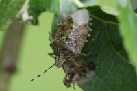 Rhaphigaster nebulosa