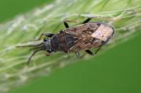 Peritrechus gracilicornis