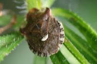 Dyroderes umbraculatus