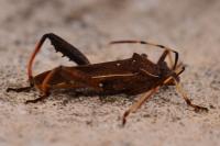 Camptopus lateralis