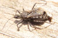 Coranus griseus
