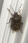 Rhaphigaster nebulosa