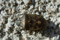 Rhaphigaster nebulosa