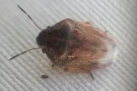 Neottiglossa leporina