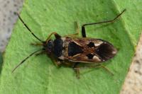 Rhyparochromus vulgaris