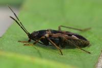 Rhyparochromus vulgaris