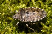 Rhaphigaster nebulosa