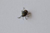 Eurydema oleracea