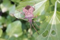 Coreus marginatus