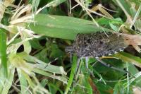 Rhaphigaster nebulosa