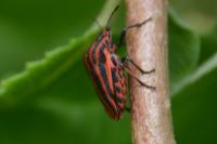 Graphosoma italicum