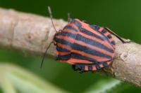 Graphosoma italicum