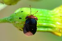 Geocoris erythrocephalus