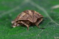 Eurygaster testudinaria