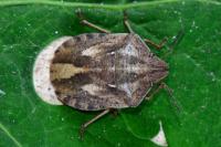 Eurygaster testudinaria