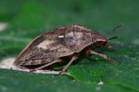 Eurygaster testudinaria